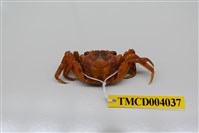 藏品(角額仿相手蟹)的圖片